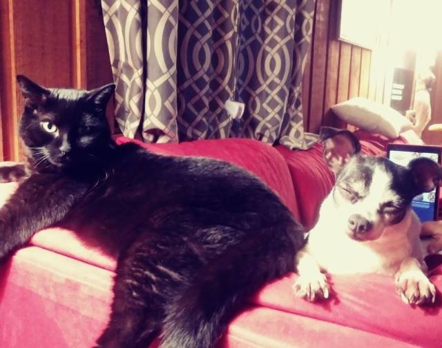 Bella's Online Pet Memorial | Morris Animal Foundation